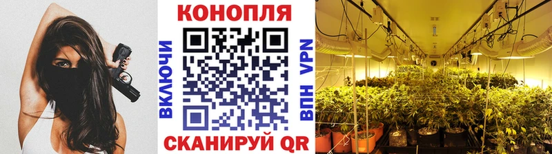 купить  цена  Кочубеевское  Конопля ГИДРОПОН 